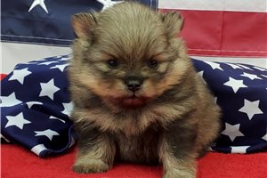 Justine - puppy for sale