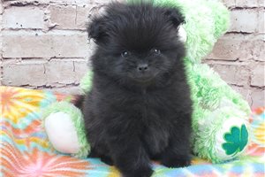 Gradie - Pomeranian for sale