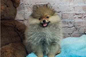 Juno - Pomeranian for sale