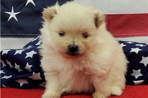 Josie - Pomeranian for sale