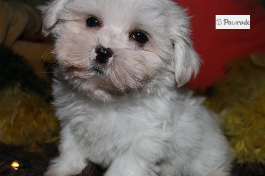 Wally - Maltese for sale
