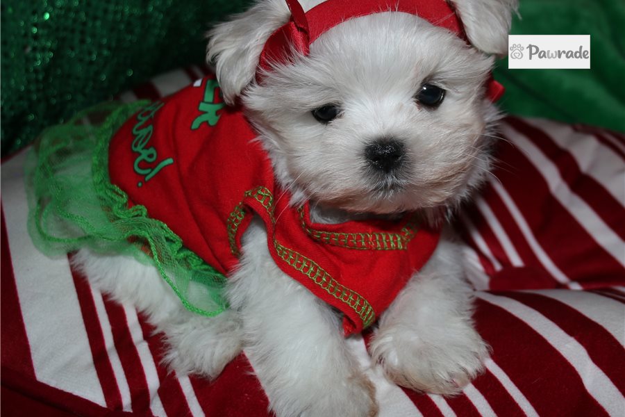 Zuri - Maltese for sale