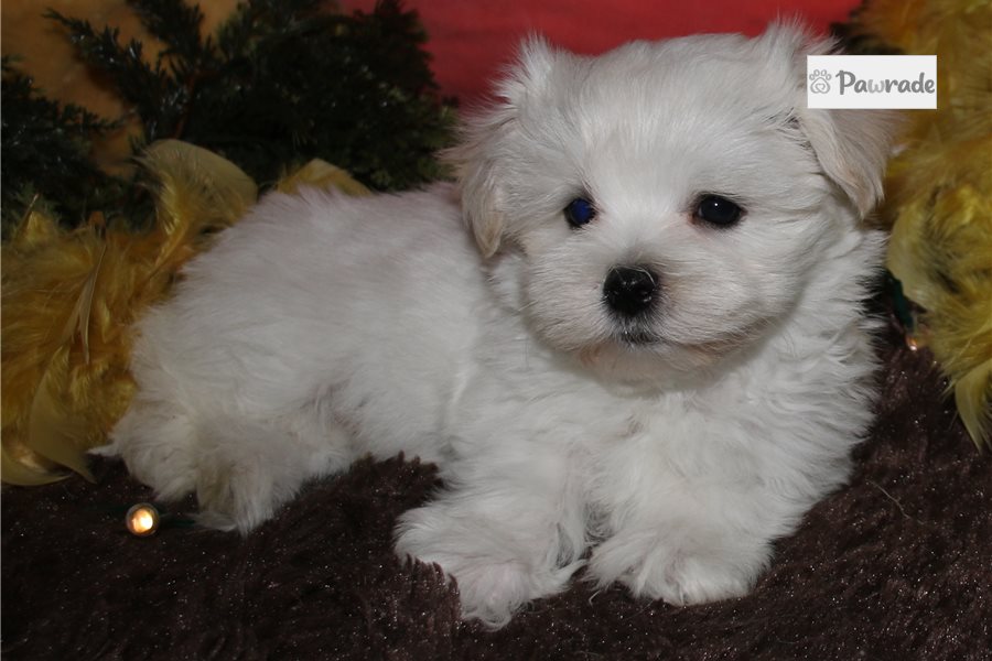 Volt, male Maltese puppy for sale
