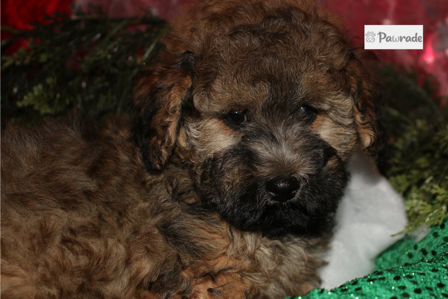 Ajax - Maltipoo for sale
