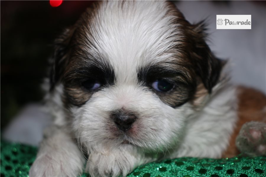Brixx - Shih Tzu for sale