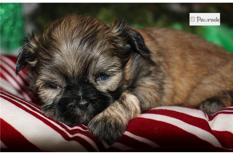 Beth - Shih Tzu for sale
