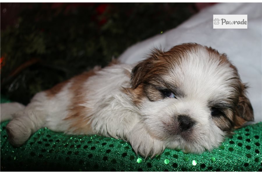 Basil - Shih Tzu for sale