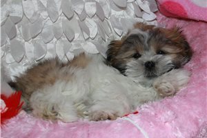 Tobias - Mal-Shi - Malshi for sale