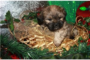 Thornton - Mal-Shi - Malshi for sale