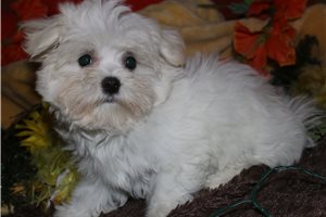 Reed - Maltese for sale