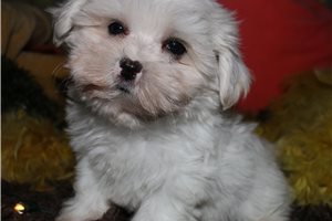 Wally - Maltese for sale