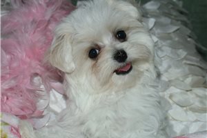 Charlotte - Maltese for sale