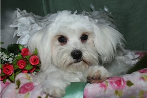 Luke - Maltese for sale