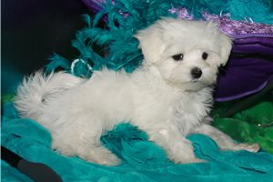 Opal - Maltese for sale