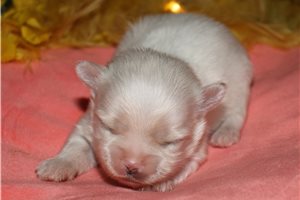 Zachary - puppy for sale