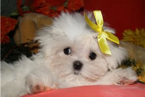 Sansa - Maltese for sale