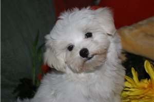 Reece - Maltese for sale