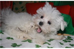 Luke - puppy for sale