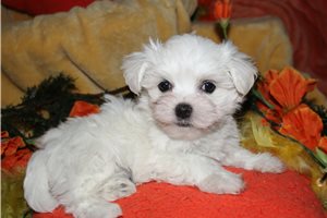 Wilbur - Maltese for sale