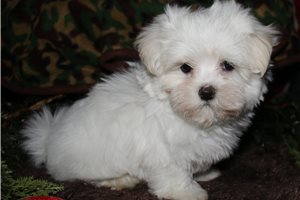 Reece - Maltese for sale