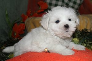 Vance - Maltese for sale