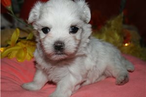 Wilbur - puppy for sale