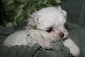 Sansa - Maltese for sale