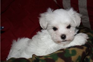 Reed - Maltese for sale