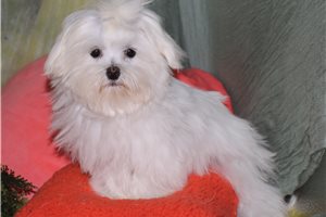 Razor - puppy for sale