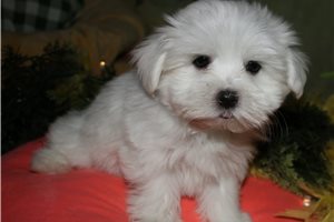 Vance - Maltese for sale