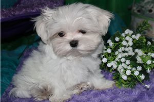 Marlena - Maltese for sale