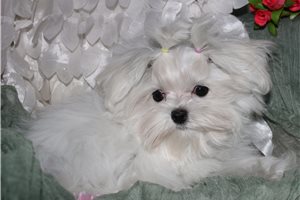 Marlena - Maltese for sale