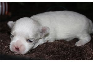 Todd - Maltese for sale