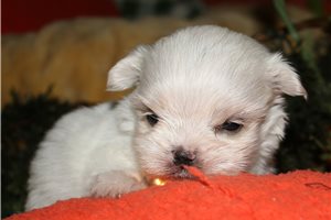 Zuri - Maltese for sale