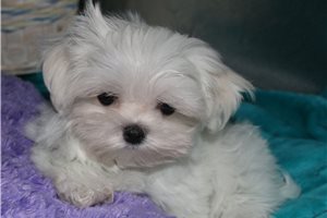 Marlena - Maltese for sale
