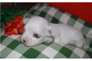 Olivia - Maltese for sale