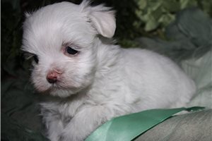 Razor - Maltese for sale