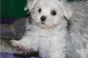 Opal - Maltese for sale