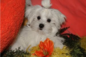 Reece - puppy for sale