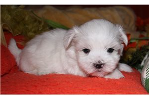 Vance - Maltese for sale