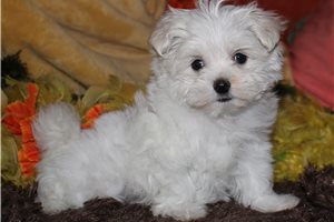 Todd - Maltese for sale