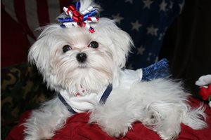 Marlena - Maltese for sale