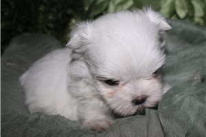 Sebb - Maltese for sale