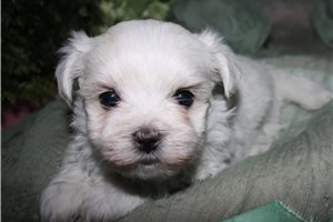 Stud - Maltese for sale