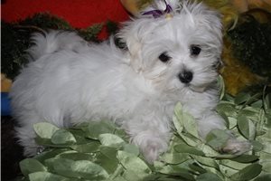 Tammy - Maltese for sale
