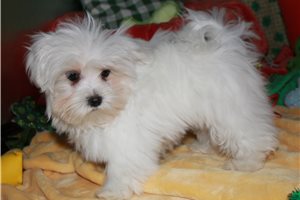 Lincoln - Maltese for sale