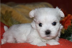 Volt - Maltese for sale