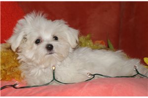 Rebel - Maltese for sale
