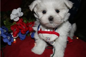Rebel - Maltese for sale