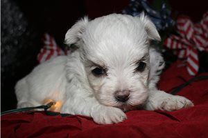 Tammy - Maltese for sale